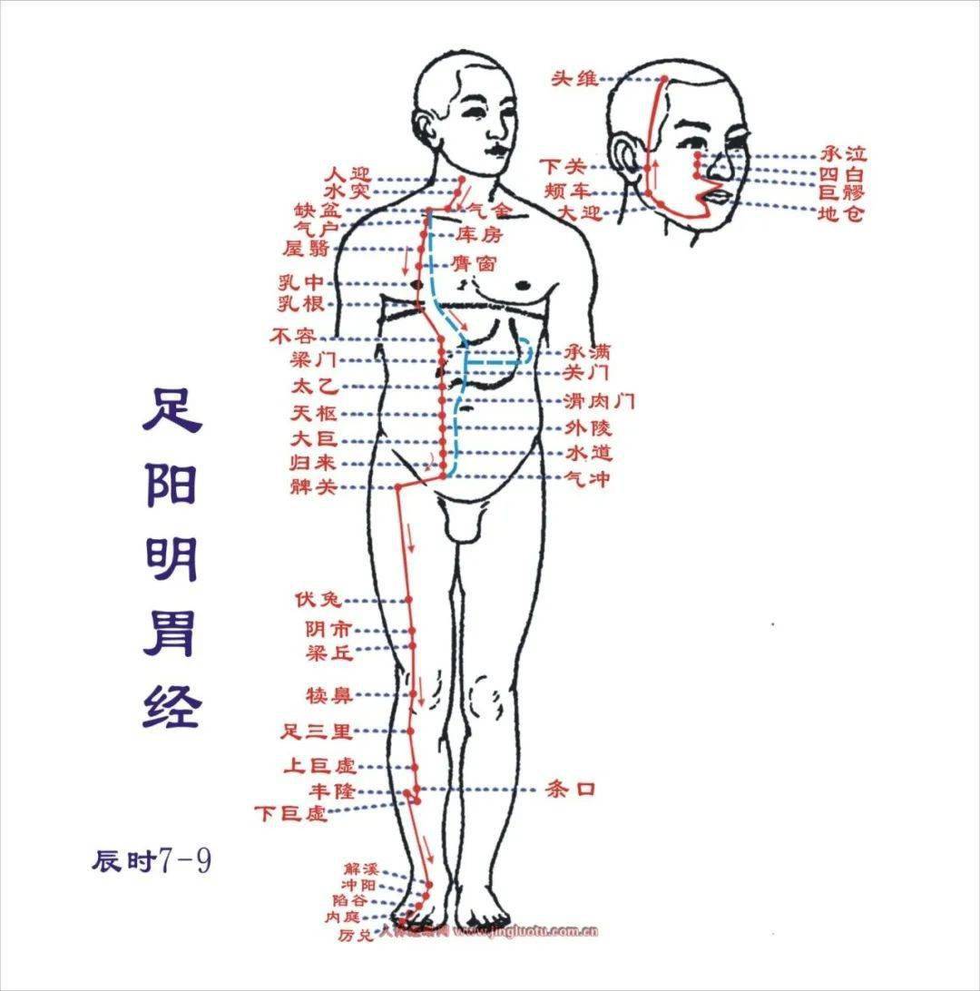 大腿上的经络图图片