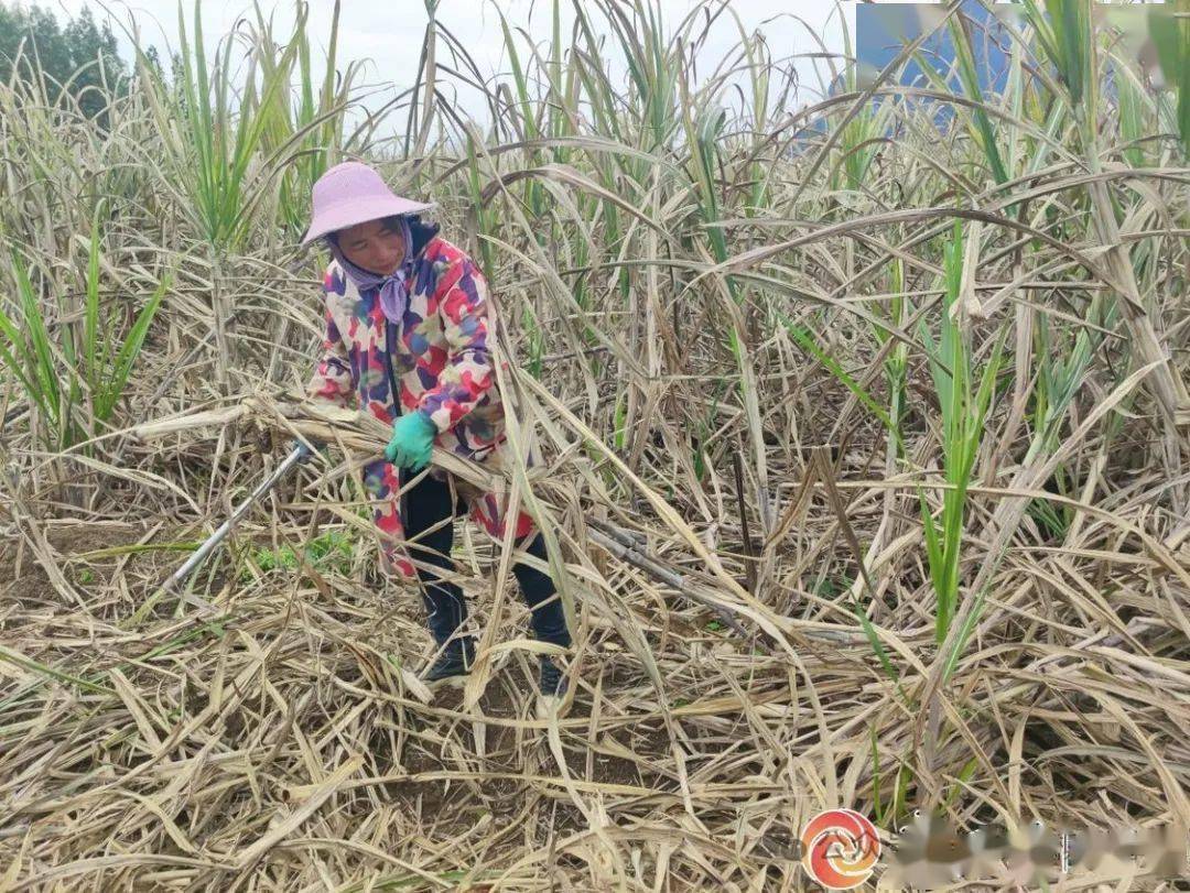 柳城種蔗女能手梁金芝_種植_甘蔗_經驗