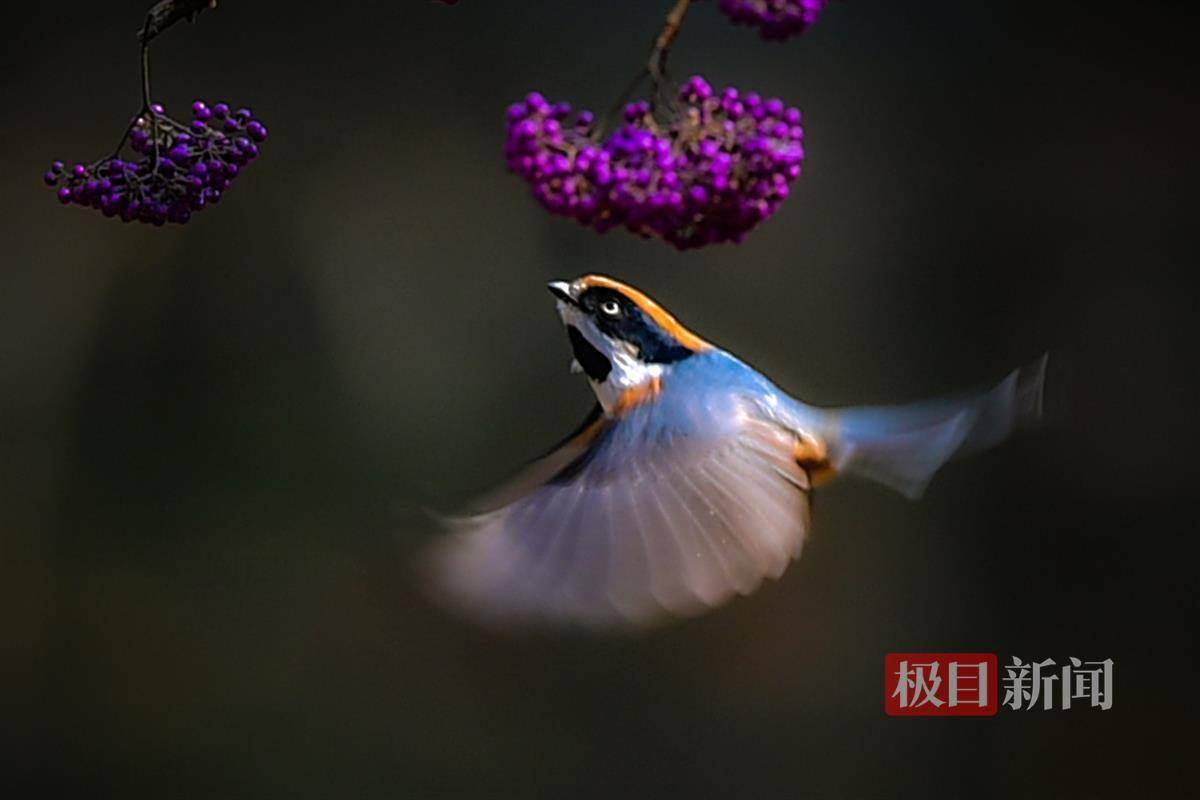武汉植物园内,摄影爱好者捕捉到小鸟展翅飞翔的精彩瞬间