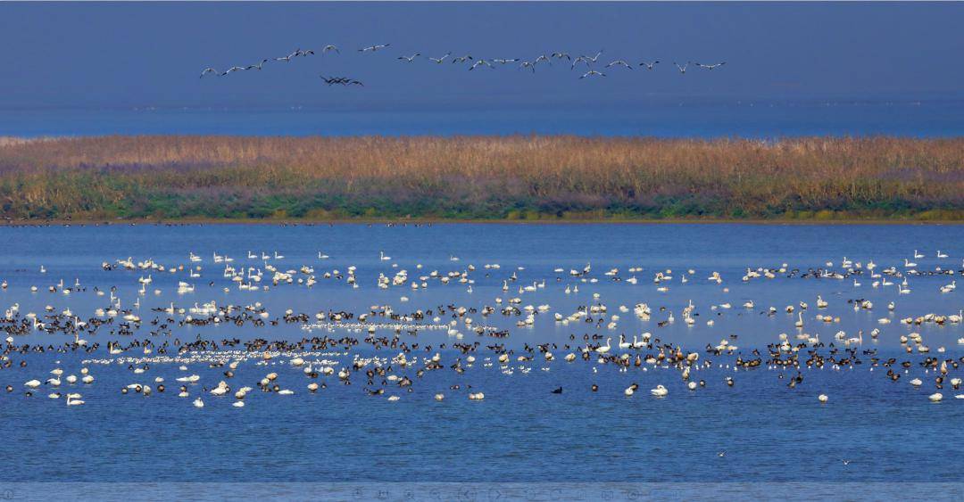 【上饶天下show之余干县】水上长城美,观鸟故事多——余干生态渔鸟