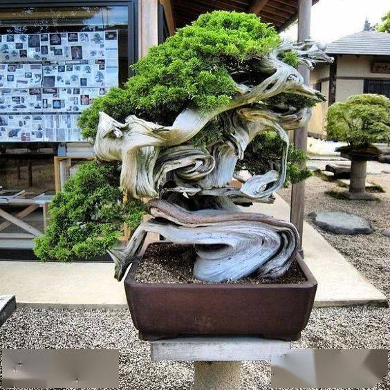 小盆也能装大树_作品_盆景_大赛