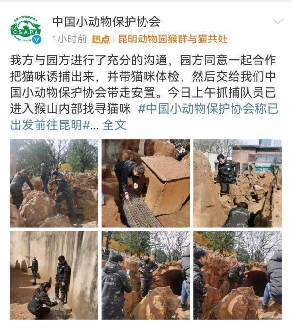 "猴子虐猫"事件最新进展,昆明动物园回应:立即行动!_方式_网友_保护