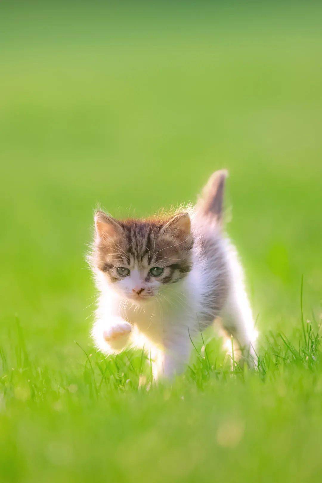 10 年拍下数万张猫片,他大概是最会拍猫的摄影师了!