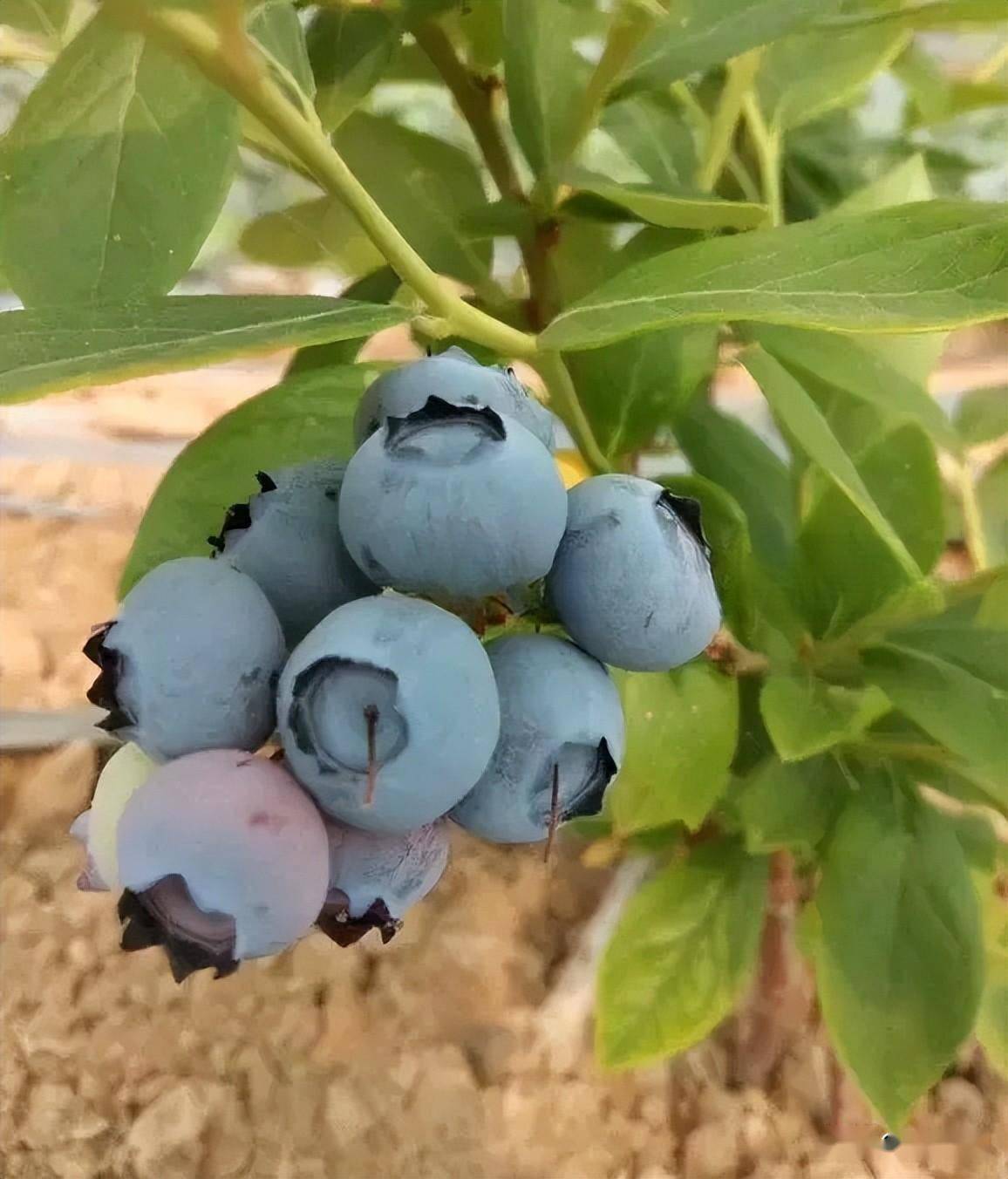 揭秘藍莓藍豐高產栽培技術,看看誰能成為藍莓大王