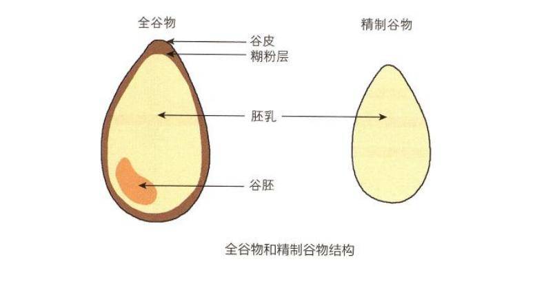 让全谷物走上餐桌 收获更多健康_食物_加工_膳食