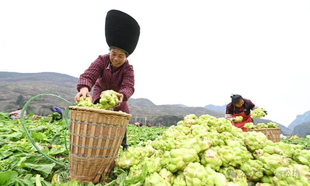 松桃世昌街道:冬季蔬菜採收忙_大頭菜_種植_社區