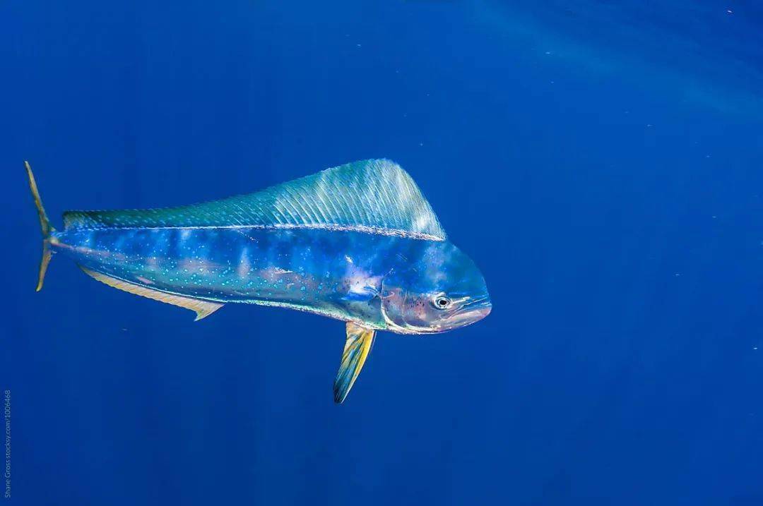 鲯鳅被视为海洋中最美的鱼类,透过海水,体色可以在银蓝色和黄绿色两个