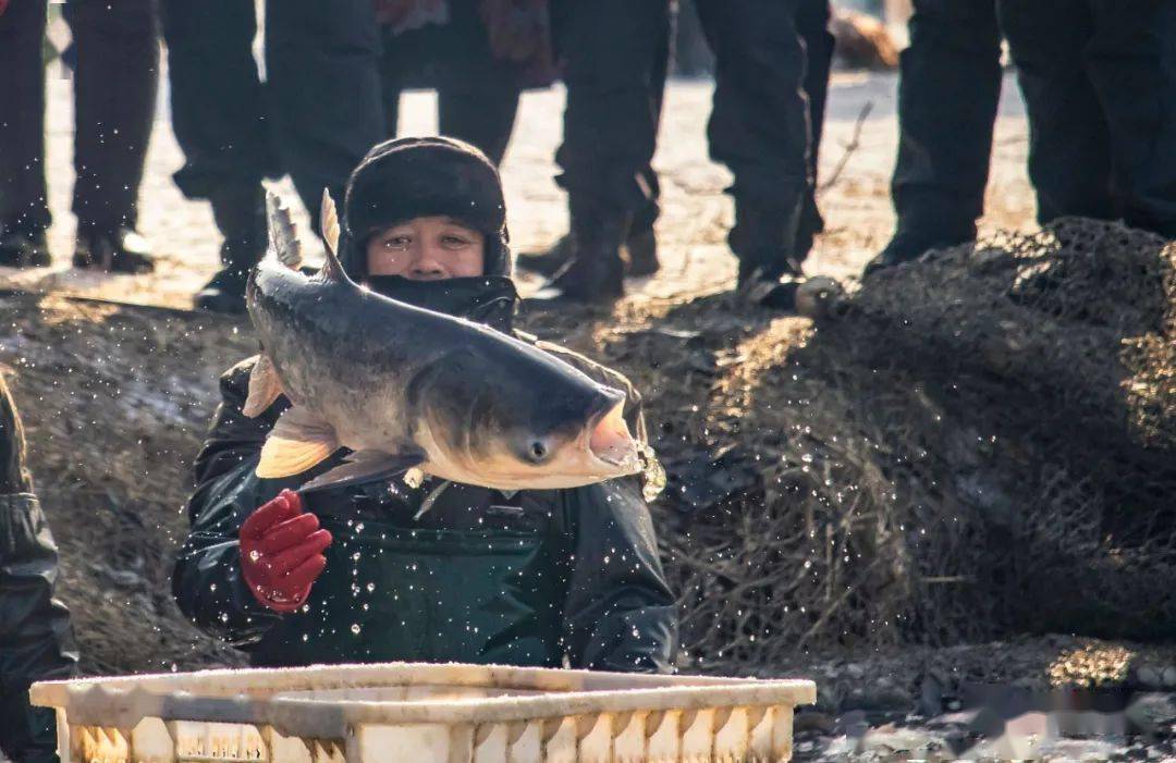 鱼跃人欢丰收年,拥抱鲜活的冬日!_王郅_张云学_旅游
