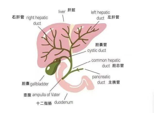 肝总管和胆总管示意图图片