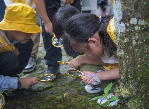 湿地有世界罕见地貌——辐射沙脊群,有"一线潮","两分水","潮汐森林"