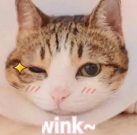 爱你丨第905期喵表情包