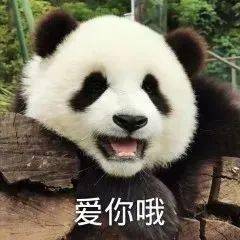 大熊猫卖萌图片表情包图片