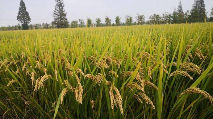 科稻1704水稻品种介绍图片