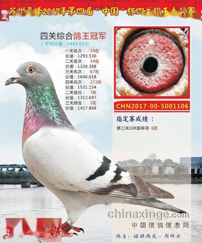 「人物」飞越万里只为爱鸽做个配对——安徽禄祺鸽苑周祥云