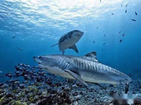 【度假村】媽媽島padi五星潛店devocean 絕佳地理位置