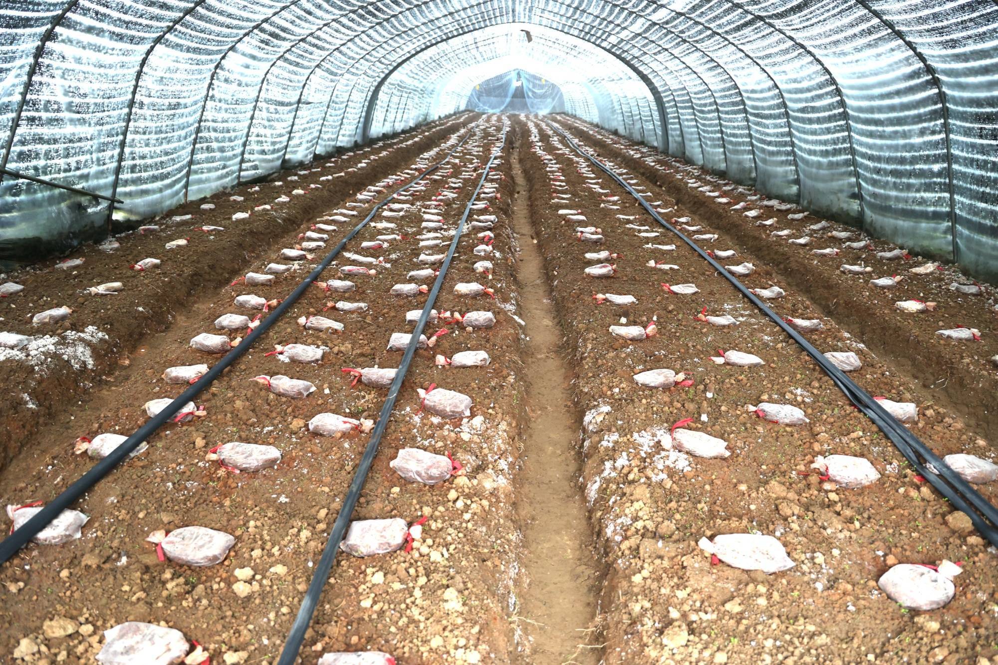 贵州麻江:菌类抢鲜上市_羊肚菌_种植_杨春桃