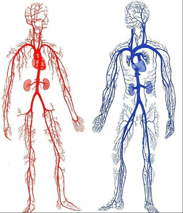 动脉和静脉的作用图片