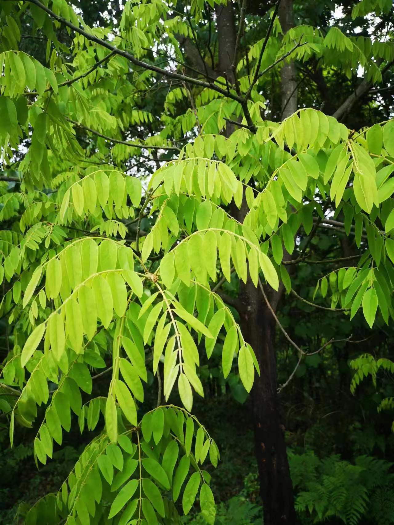 能分辨到属就已经不错了(即便今日,红木树种的鉴别也就到属),所以