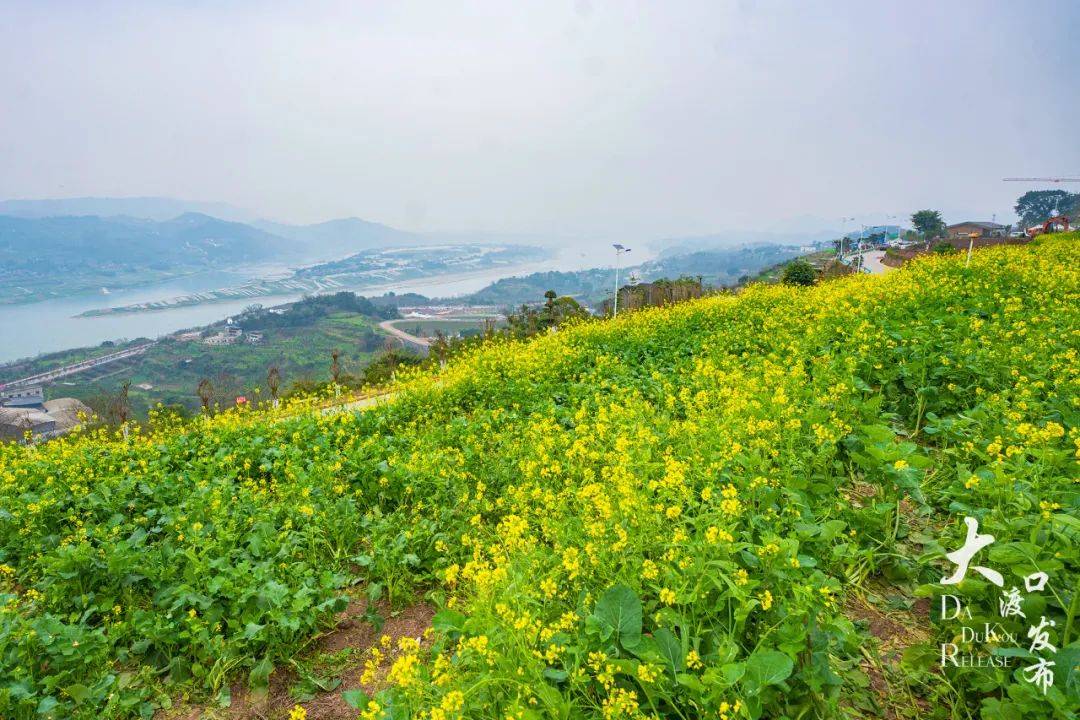 重庆大渡口油菜花图片