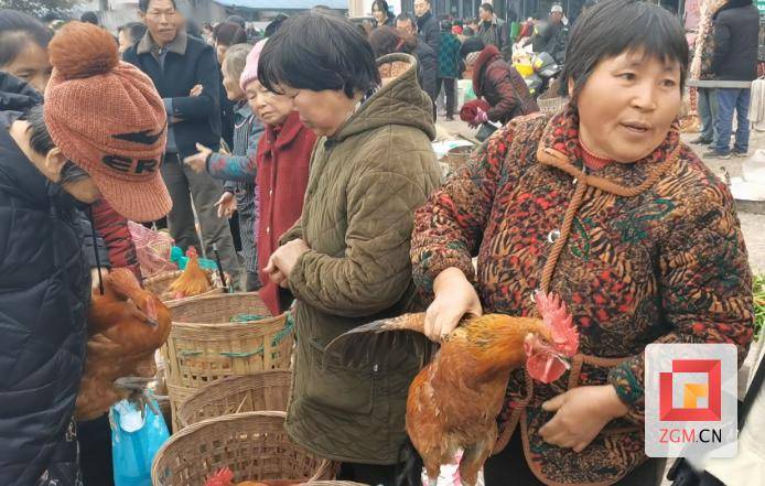 杀鸡宰鸭过新年 自贡的新春气氛越发浓郁