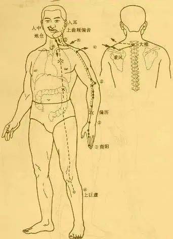 手臂的部位名称图片图片