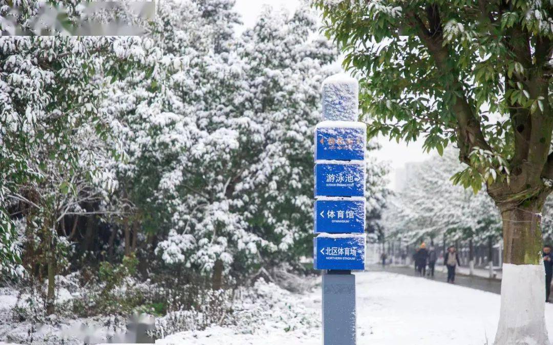 歲暮天寒,彤雲釀雪輕盈的雪花邂逅美麗的校園初雪壓滿枝處處銀裝素裹