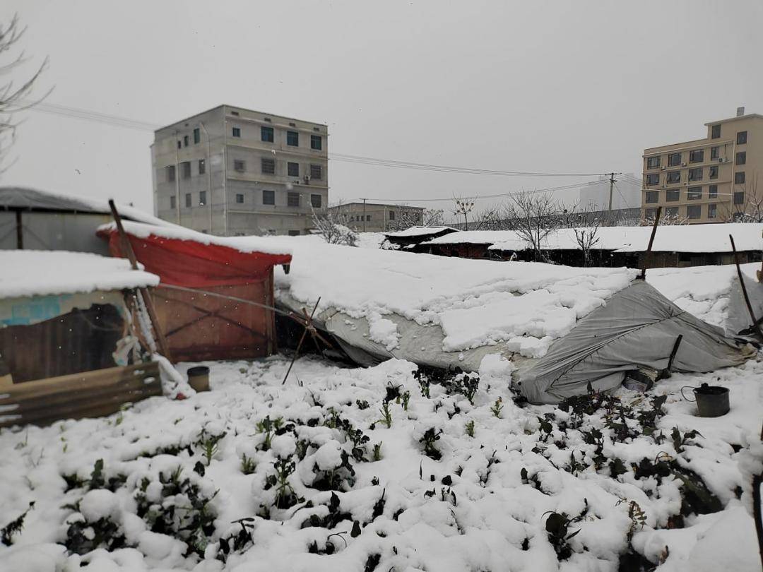 應急_積雪_大棚