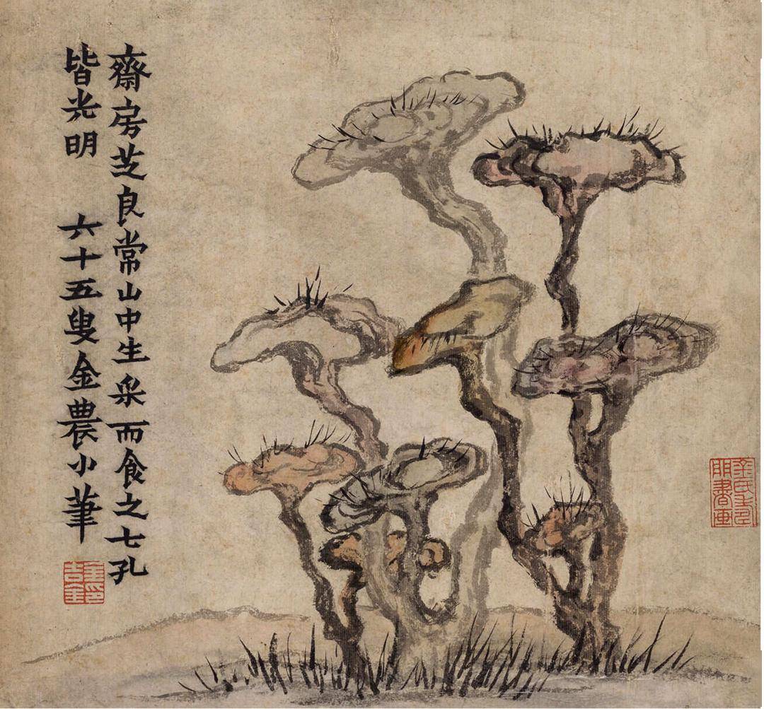 金农:松石灵芝册_国画_象征意义_寓意