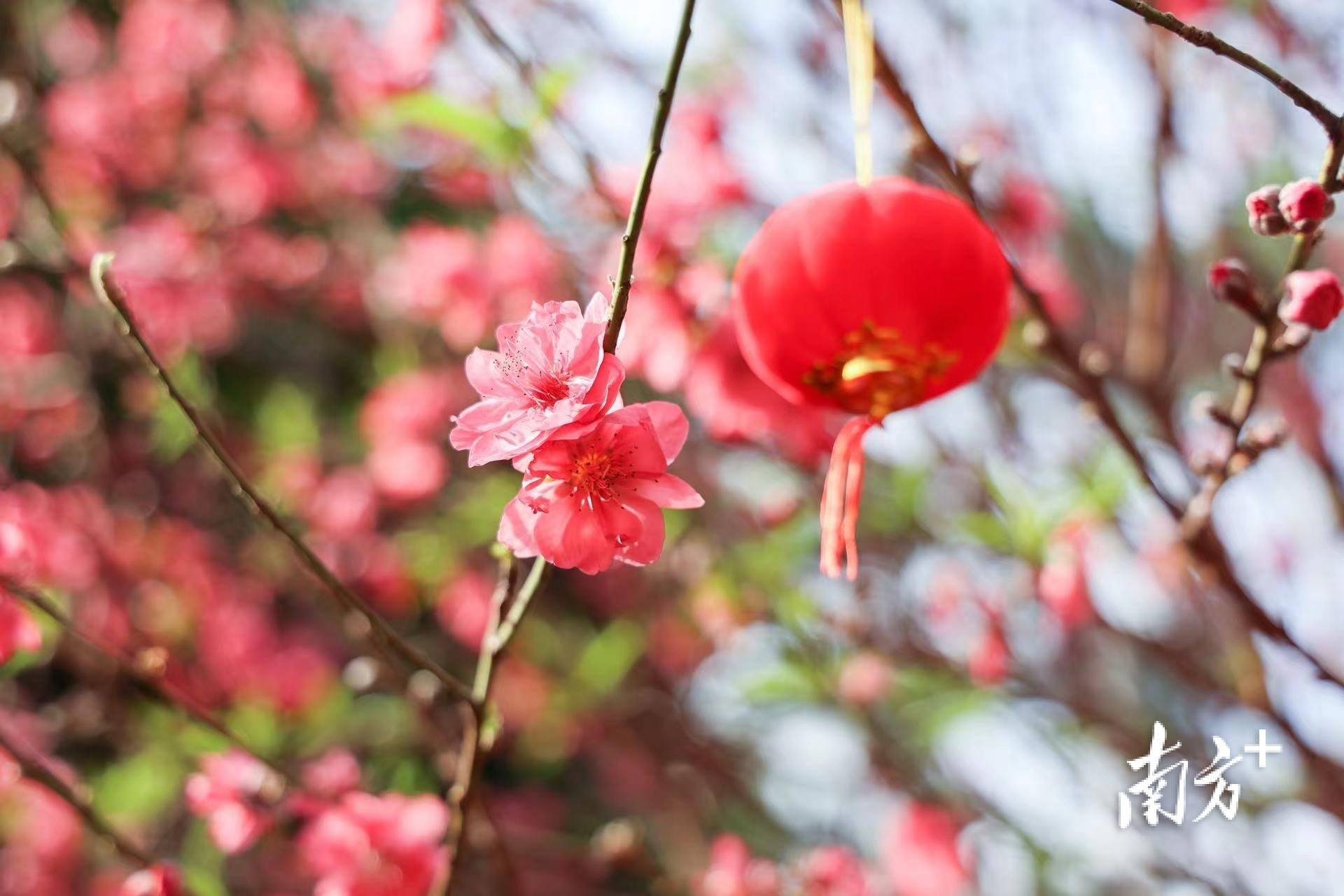 奼紫嫣紅繽紛花城,廣州文化公園2024年迎春花會等您來