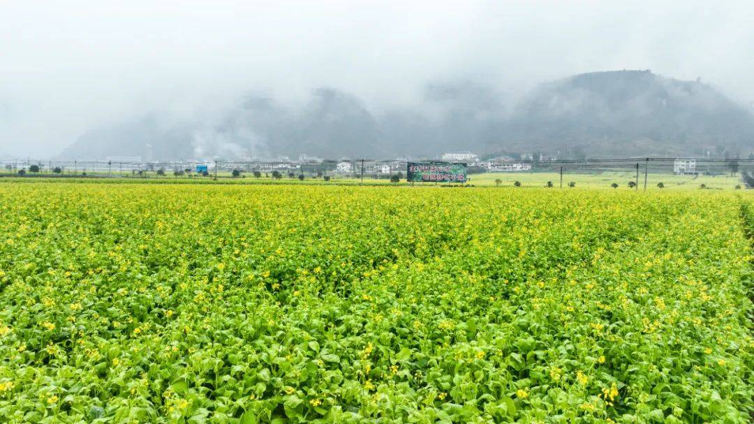 貴州綏陽20萬畝油菜花競相開放__大壩