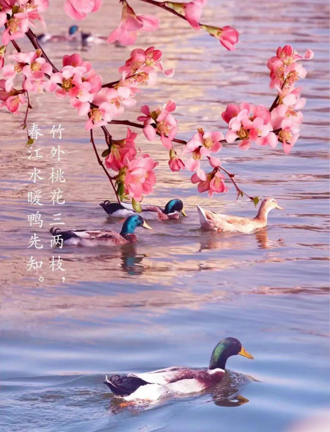 立春||冬去春来万物新_排版_学在_王力宏