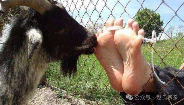 古代最"温柔"的酷刑:用动物的器官行刑,让人在欢乐中死去_受刑者_刑罚