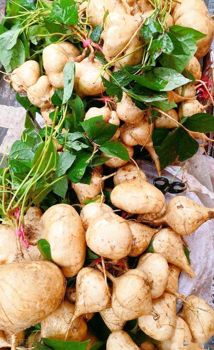 凉薯的种植方法_土壤_种子_植株