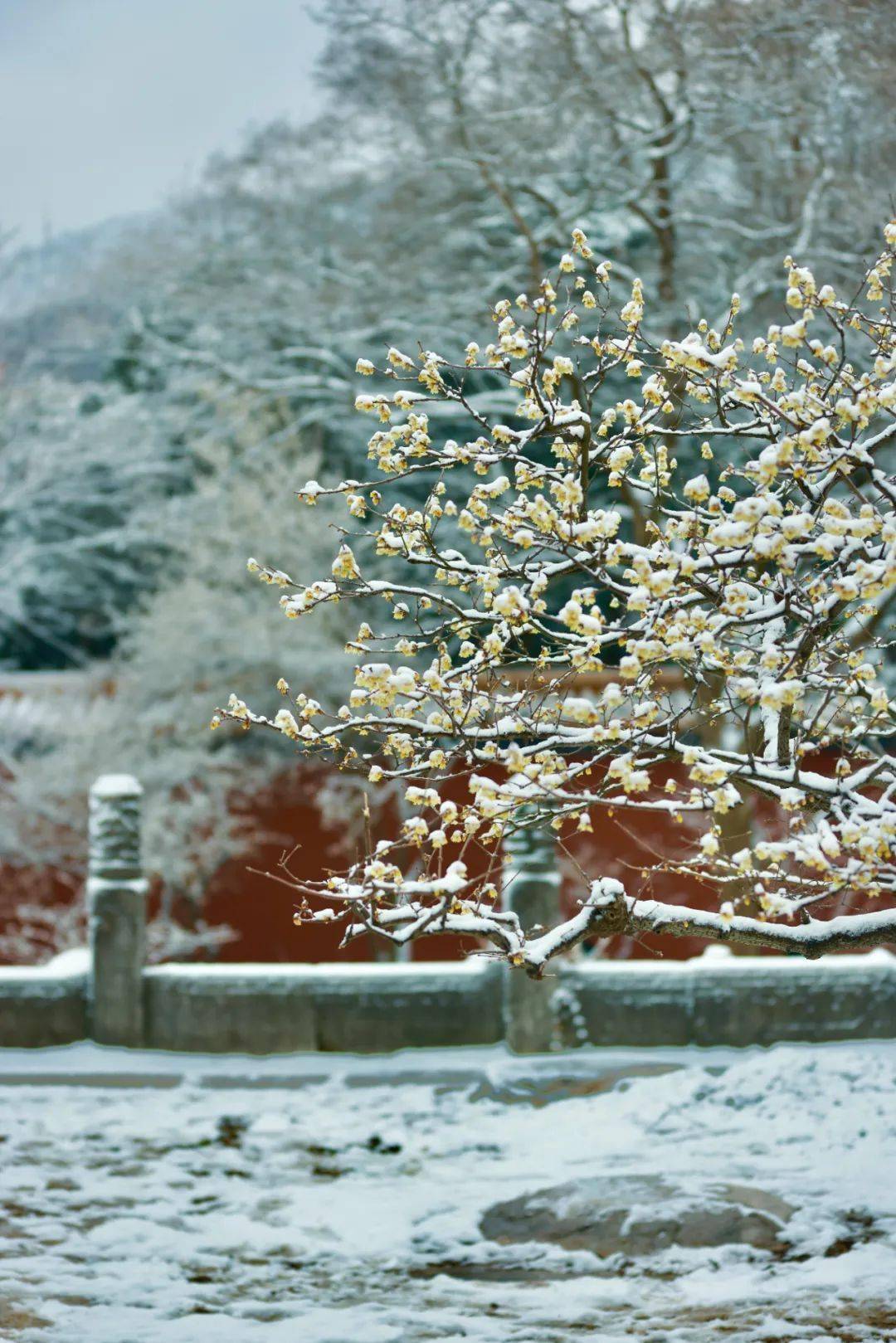 雪绘金陵,美翻了!_紫金山_登山_南京