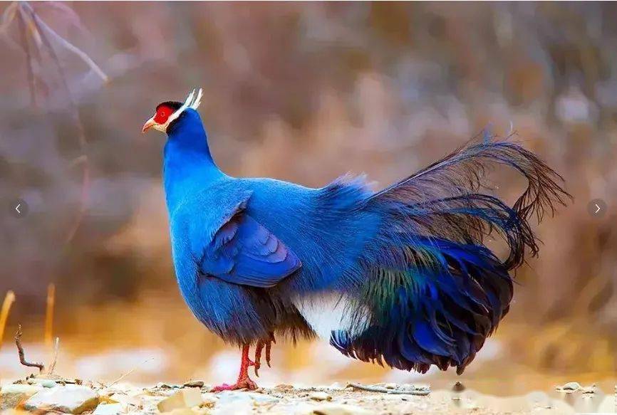我国特有的"蓝色妖鸡",神秘而迷人!_蓝马鸡_羽毛_褐马鸡