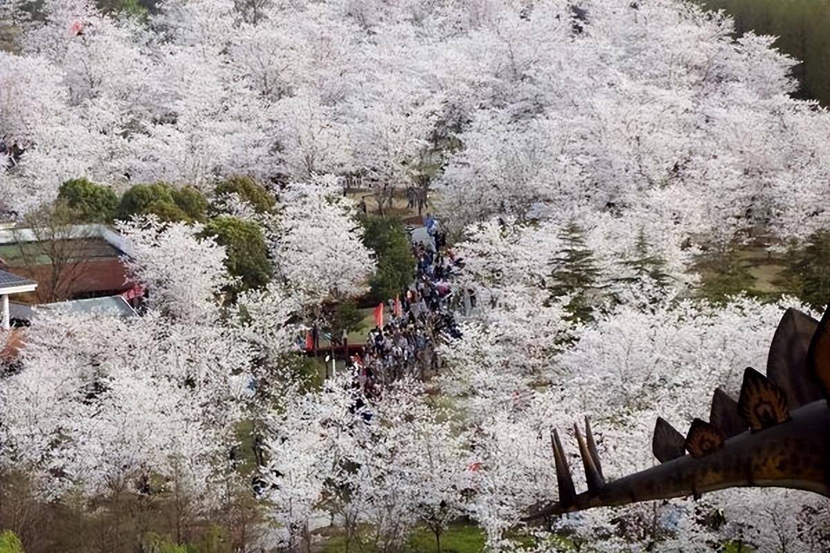 國內賞櫻花地點_位置_時間_公園