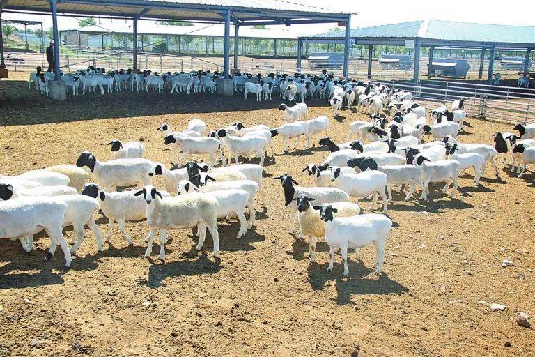 中央一号文件发布!内蒙古持续提升农牧业科技支撑与创新能力