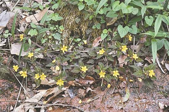 韶关丹霞山发现植物新种