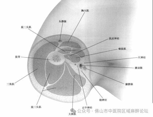 臂丛腋路最简单定位图片