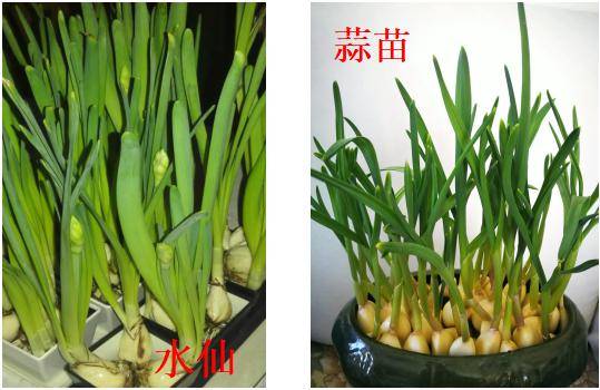 水仙花_汁液_食用