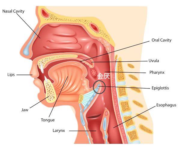 咽喉部位置图片