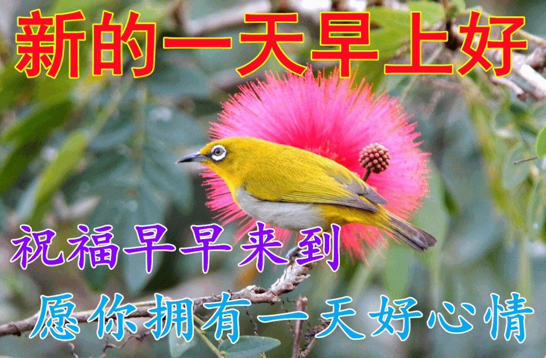 9张最新漂亮的清晨早上好动画表情包图案带祝福语,免.