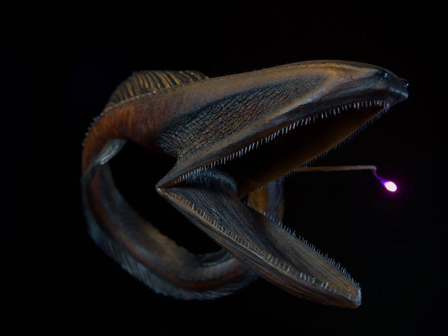 吞噬鳗,一种嘴比身体还要大的生物,你们见过吗?_深海_猎物_尾巴