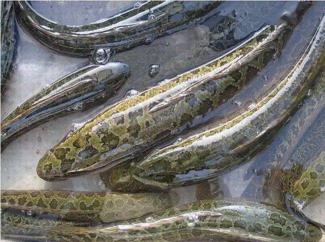 教你如何选择循环水养殖品种_鳜鱼_水质_市场