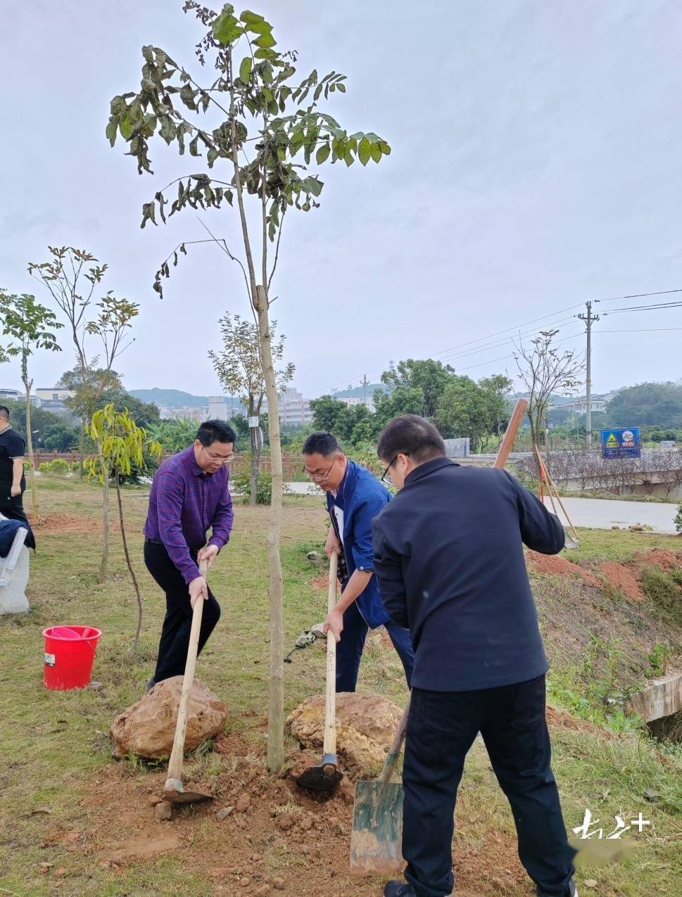 万株树苗添绿,信宜丁堡镇开展植树活动贺新春_绿色_分工_理念