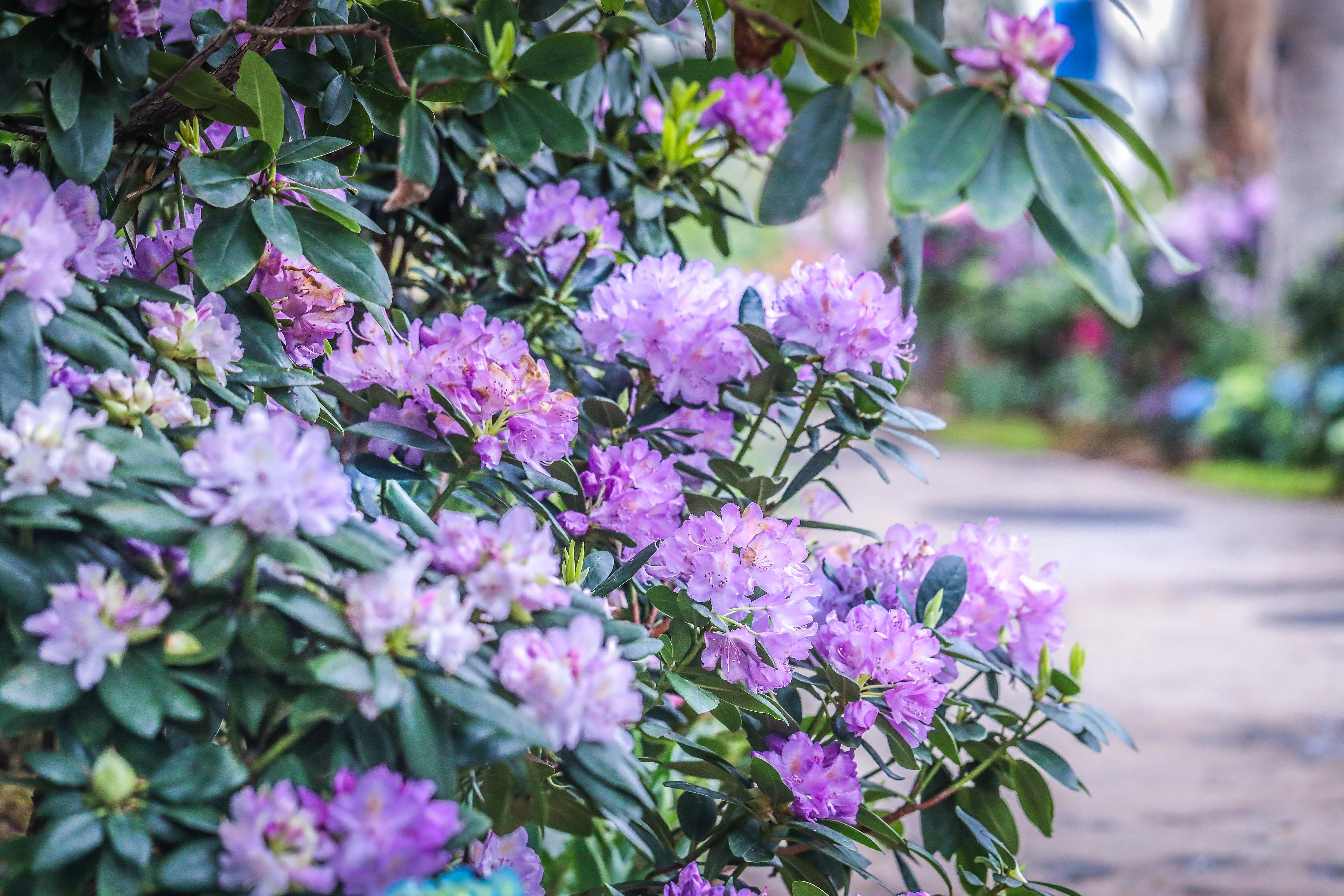 年味儿·上海|龙跃繁花间,上海辰山植物园2024迎春花展启幕