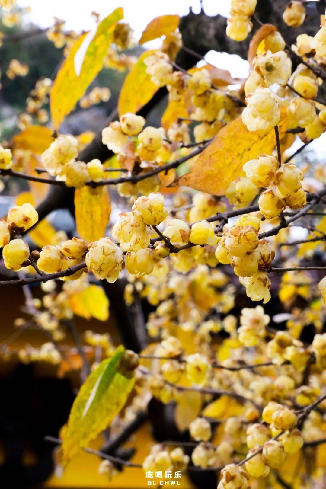 梅花品种图片大全图片