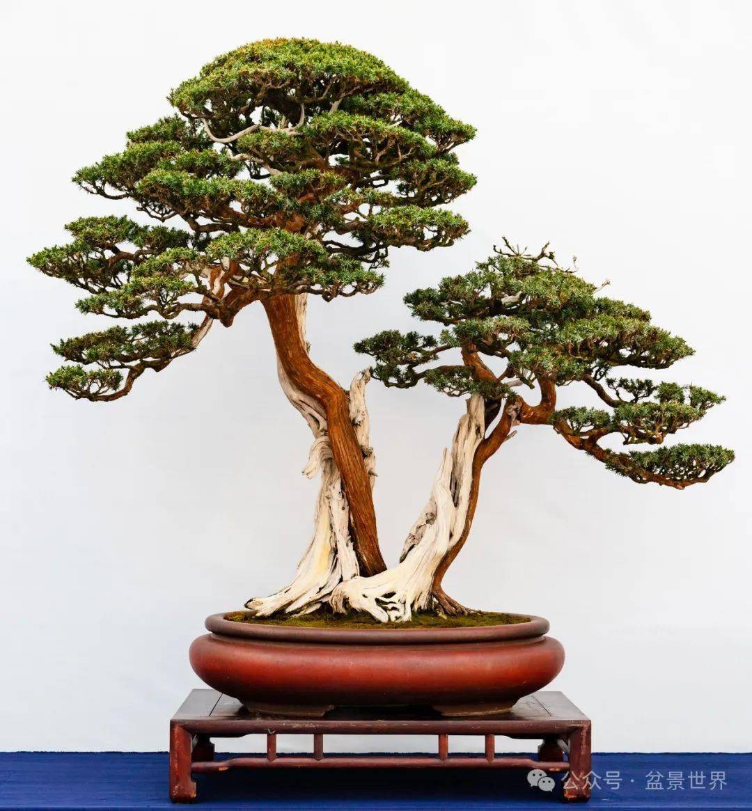 郑志林盆景艺术展全集_先生_作品_活动