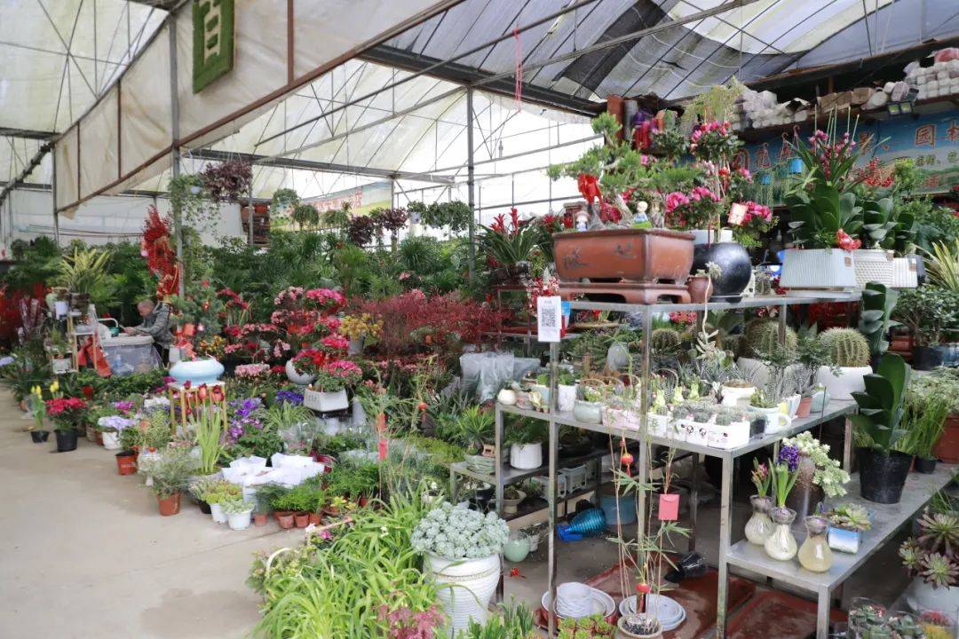 安顺花卉市场年味浓,市民购买鲜花过年成时尚