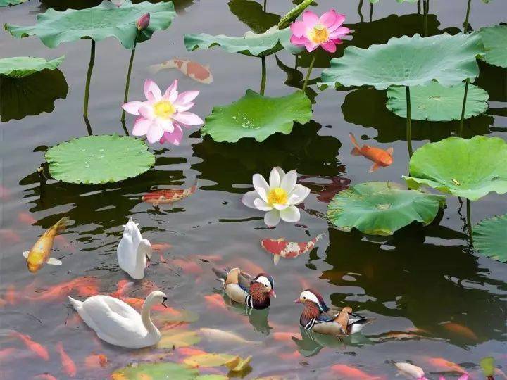 ( 第二世 : 梦回大唐!)_池塘_乌龟_夫人